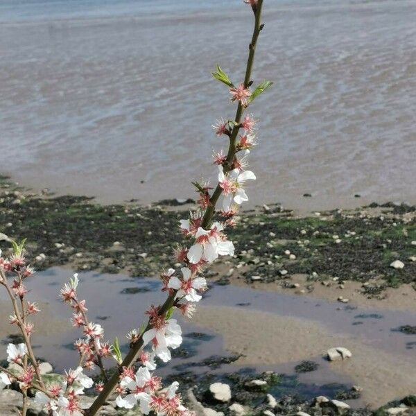 Prunus tomentosa Kvet