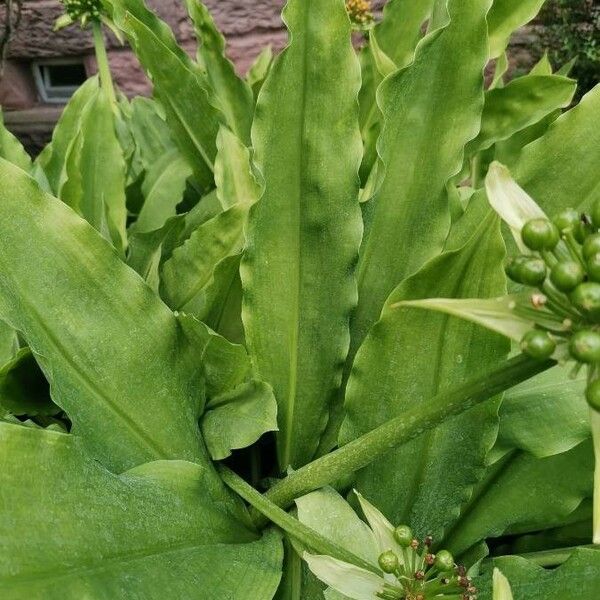 Scadoxus multiflorus 葉