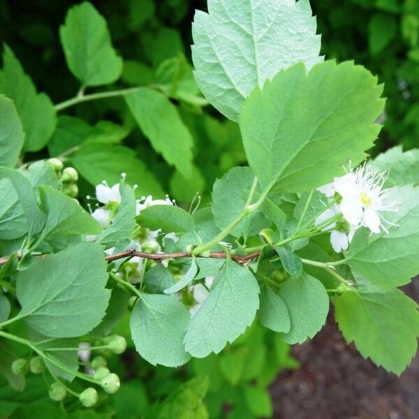 Spiraea media Blad