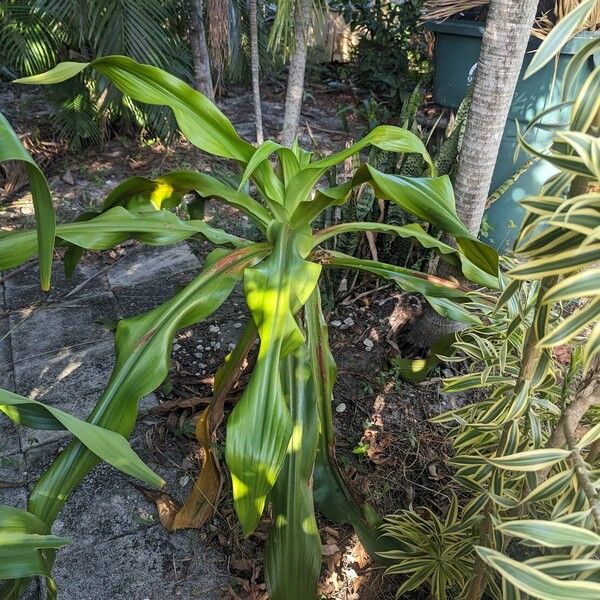 Crinum asiaticum Folha