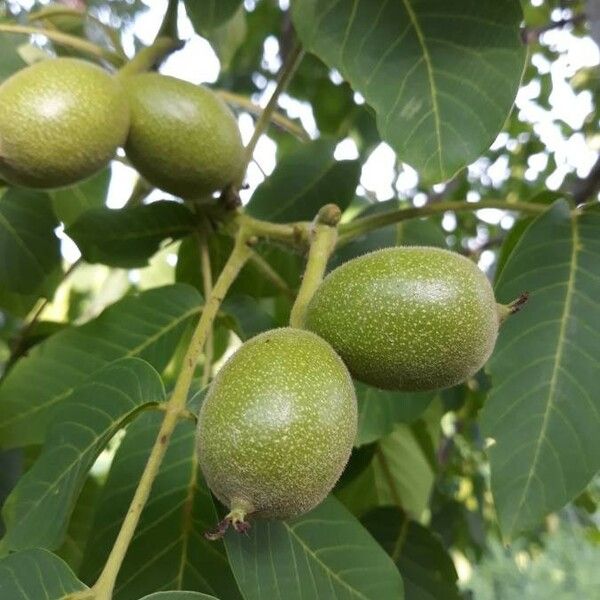 Juglans regia 果