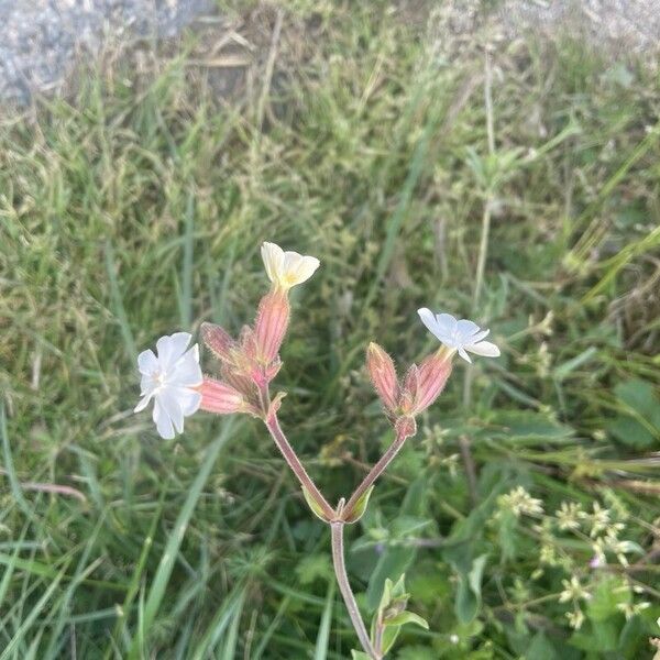 Silene dichotoma 花