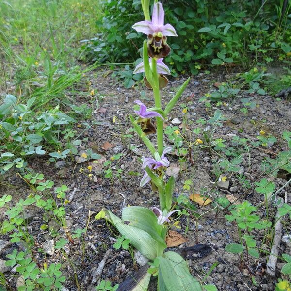 Ophrys × minuticauda Habit