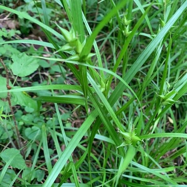 Carex intumescens Leaf