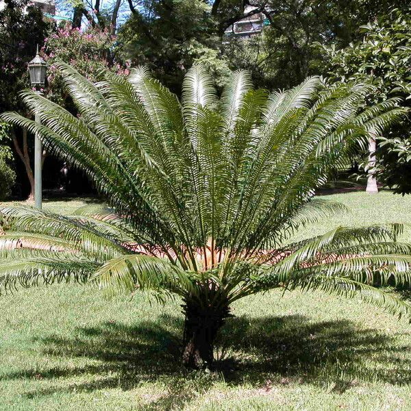 Cycas circinalis Leht