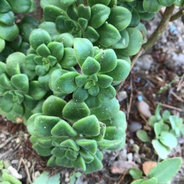 Aeonium lindleyi Yaprak