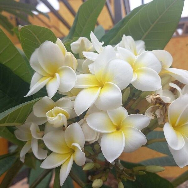 Plumeria alba Blomst