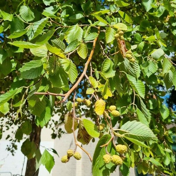 Alnus incana Frunză