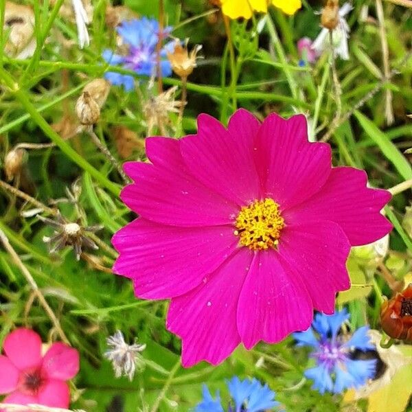 Cosmos caudatus Bloem