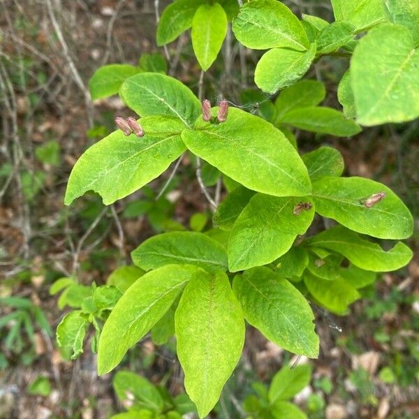 Lonicera nigra Leaf