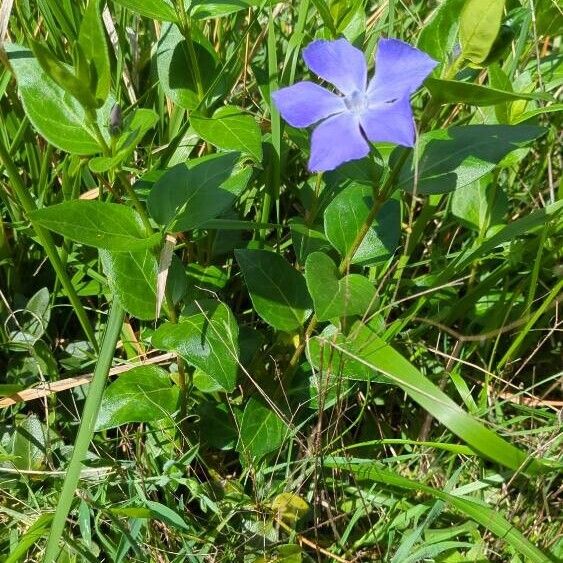 Vinca major Hàbitat