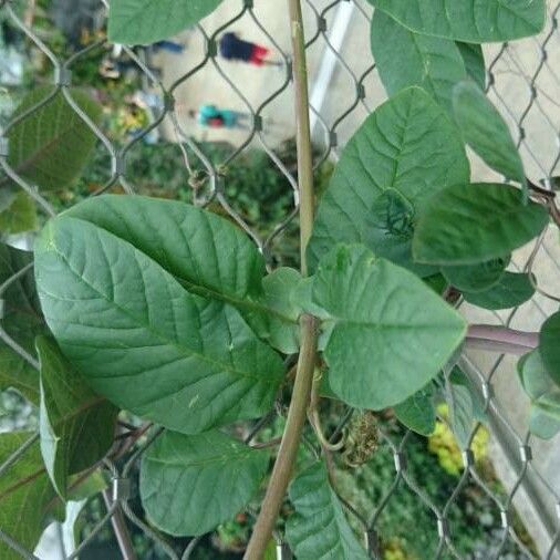 Cobaea scandens Blad