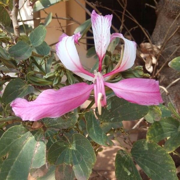 Bauhinia variegata Blomma