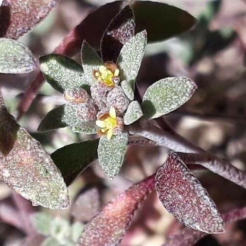 Alyssum simplex Õis