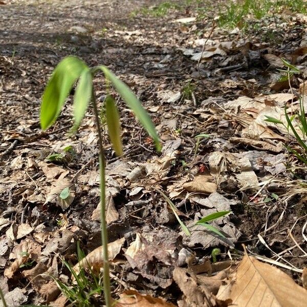 Uvularia sessilifolia Flors