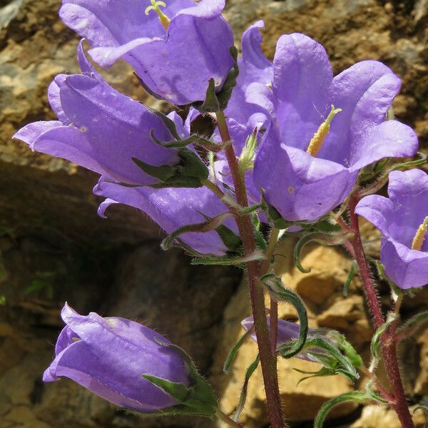 Campanula speciosa 花