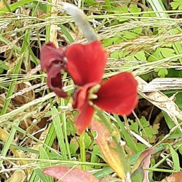 Erysimum virgatum Flower