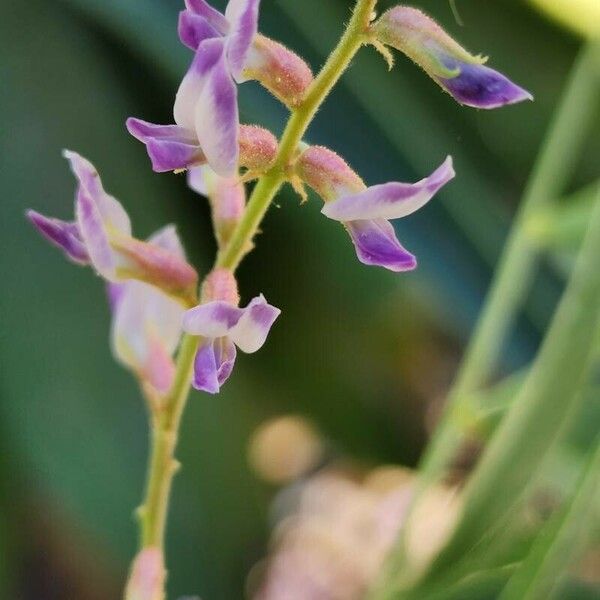 Glycyrrhiza glabra Blomst