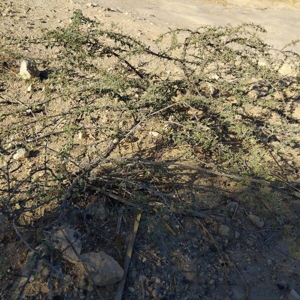 Vachellia tortilis Hábito