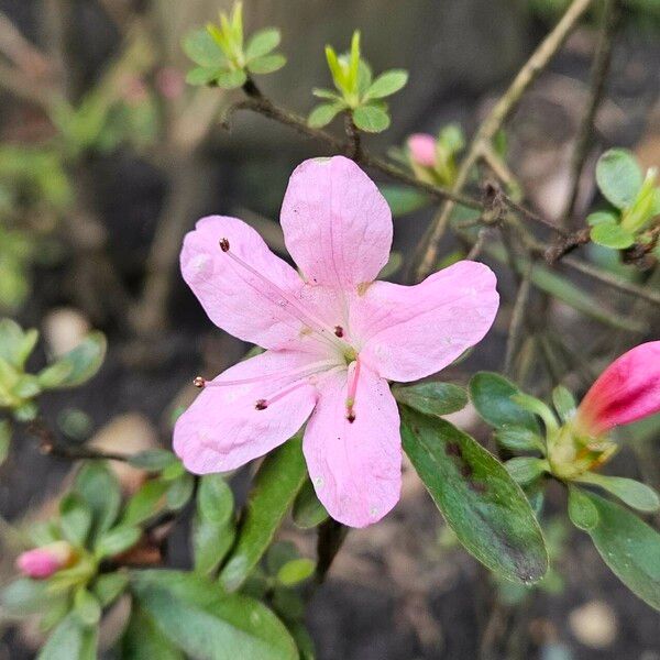 Rhododendron indicum Floro