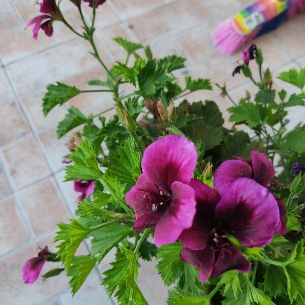 Pelargonium grandiflorum Цветок