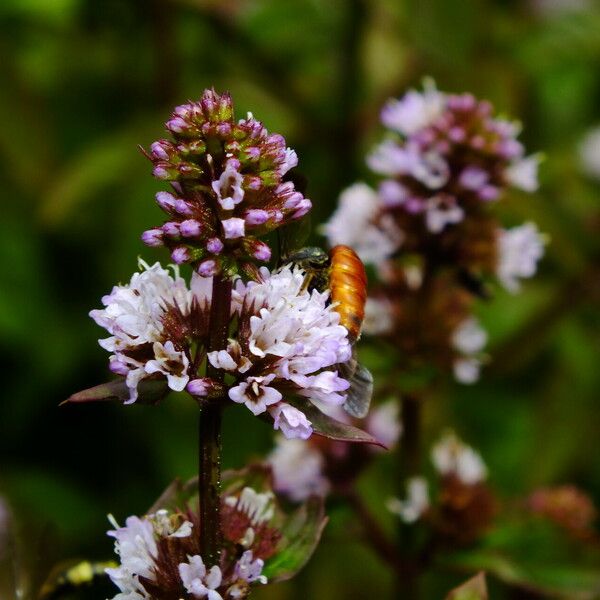 Mentha aquatica Цвят