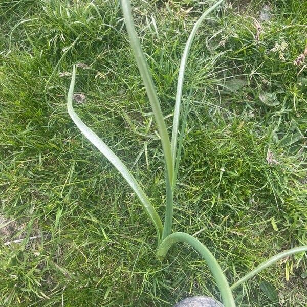 Allium longispathum Levél