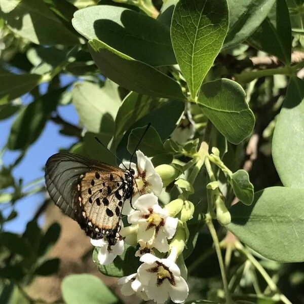 Schrebera alata Blüte