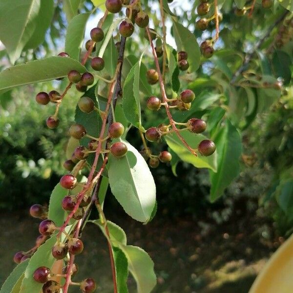 Prunus virginiana Frukto