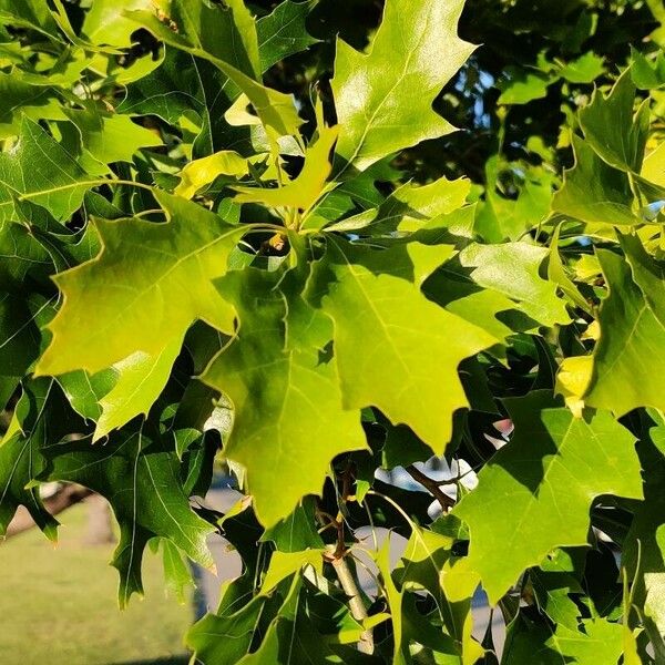 Quercus velutina Blatt