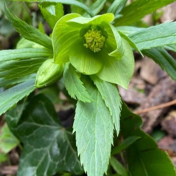 Helleborus viridis Bloem