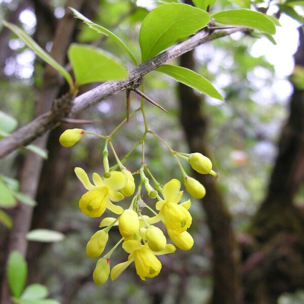 Berberis aristata Habit