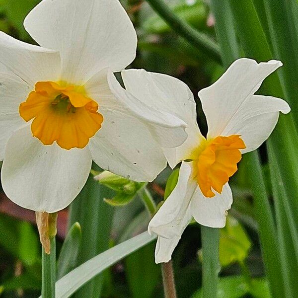 Narcissus tazetta പുഷ്പം