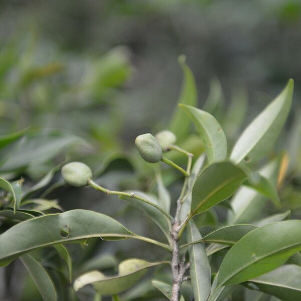 Chionanthus oblanceolatus Meyve