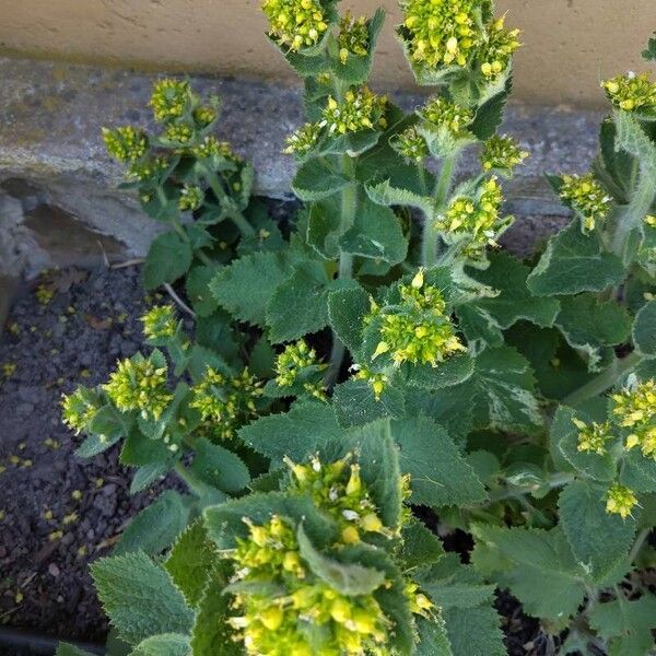 Scrophularia vernalis 花