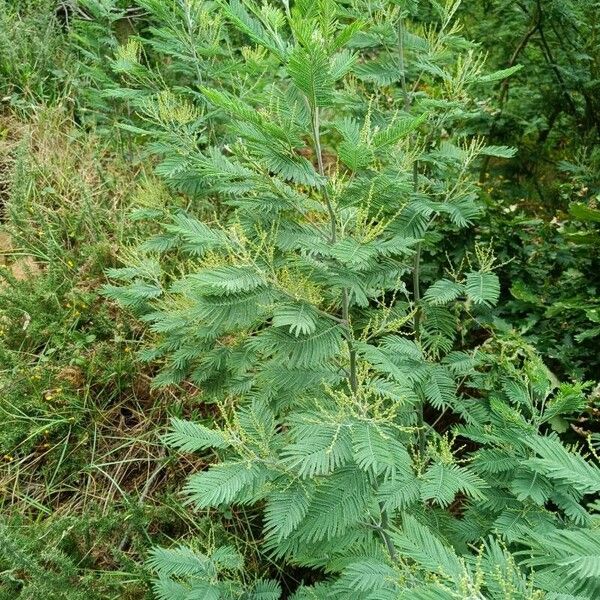 Acacia dealbata Habit