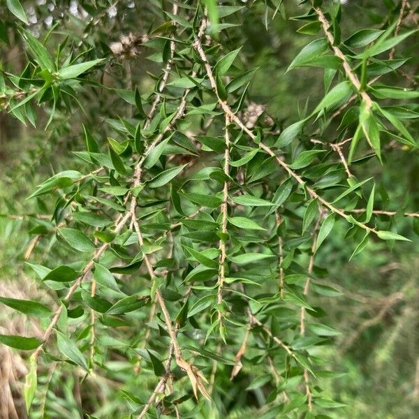 Melaleuca styphelioides Blatt