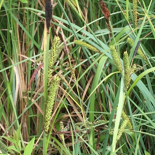 Carex elata Blüte