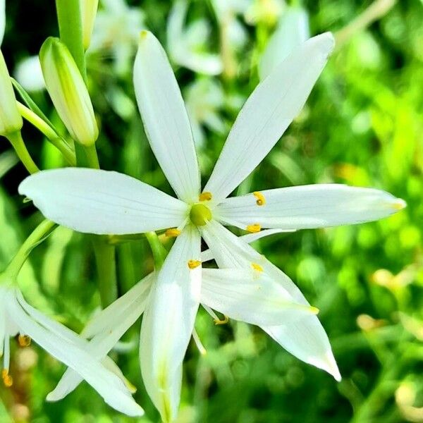 Anthericum liliago Lorea