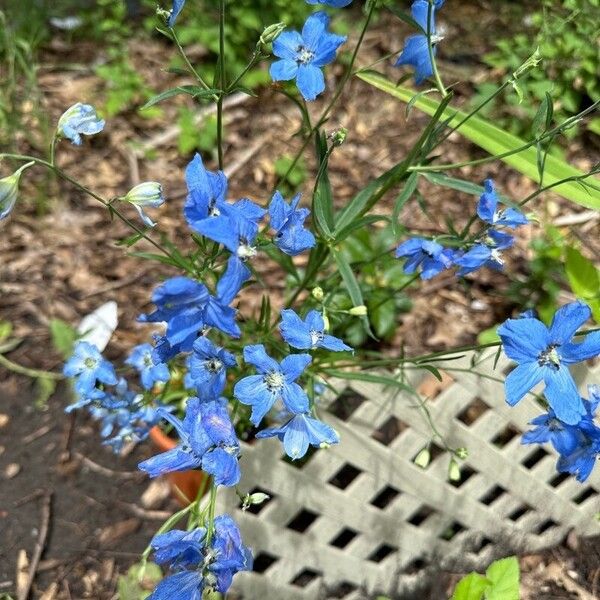 Delphinium grandiflorum Квітка