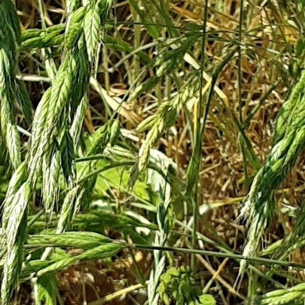 Bromus hordeaceus Λουλούδι