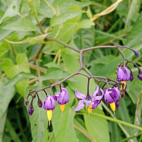 Solanum dulcamara Цветок