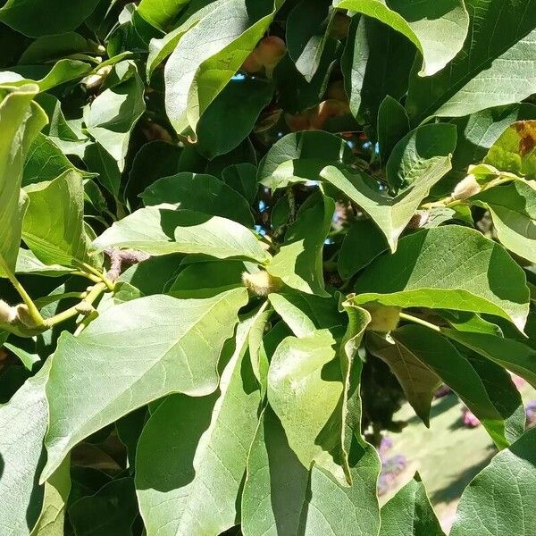 Magnolia kobus Leaf