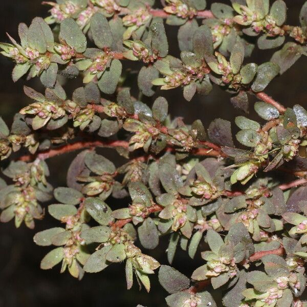 Euphorbia dioeca