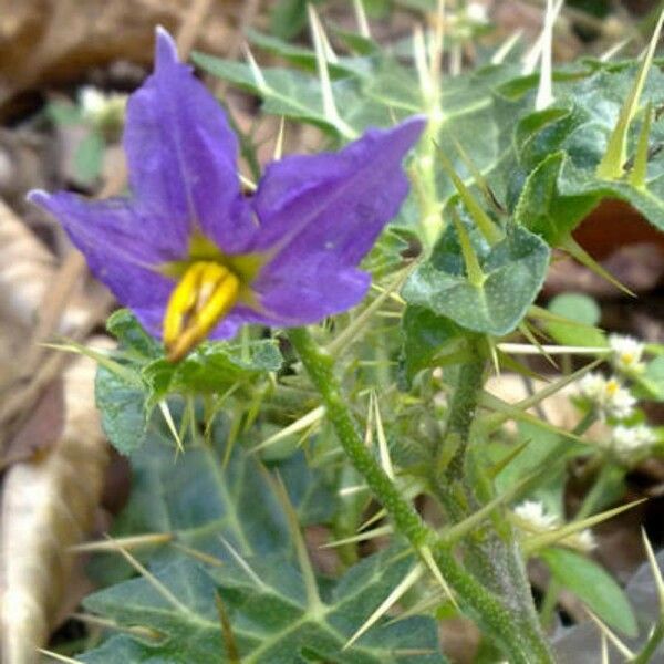 Solanum virginianum Flower