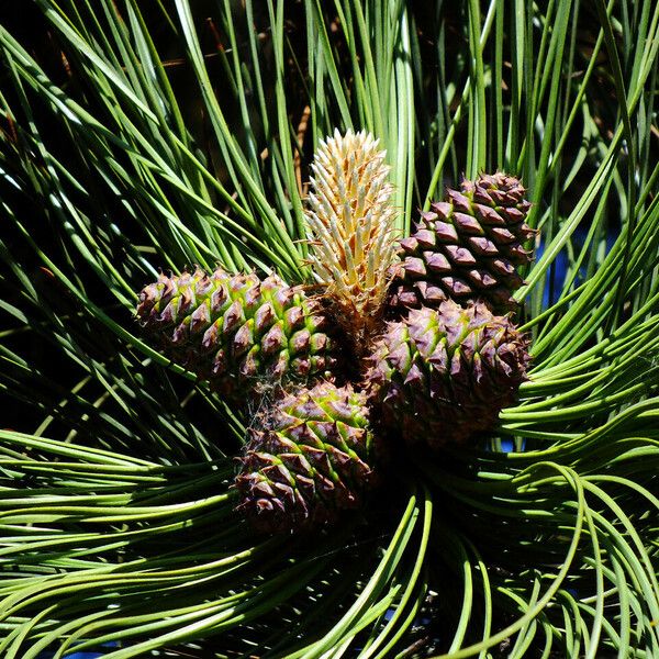 Pinus hartwegii Fruit