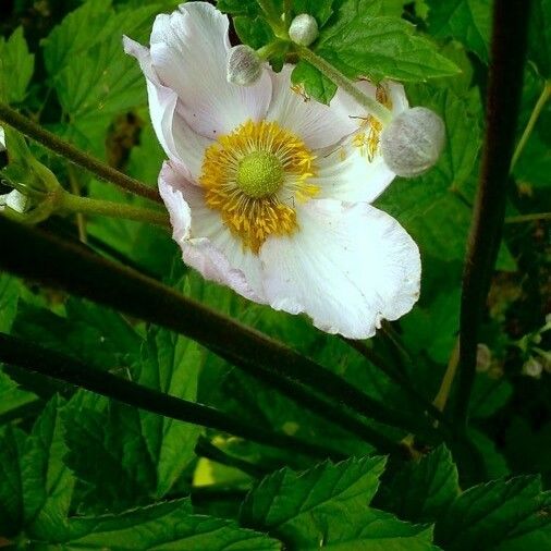 Eriocapitella hupehensis Floro