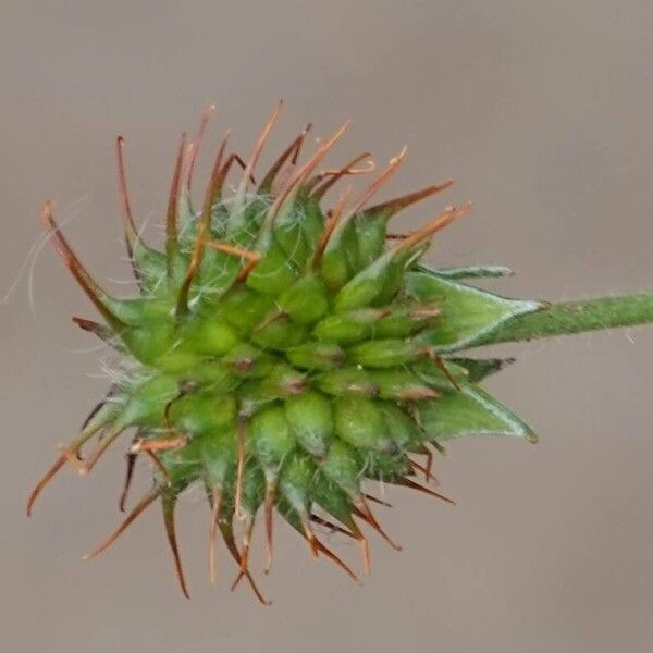 Geum urbanum Fruto