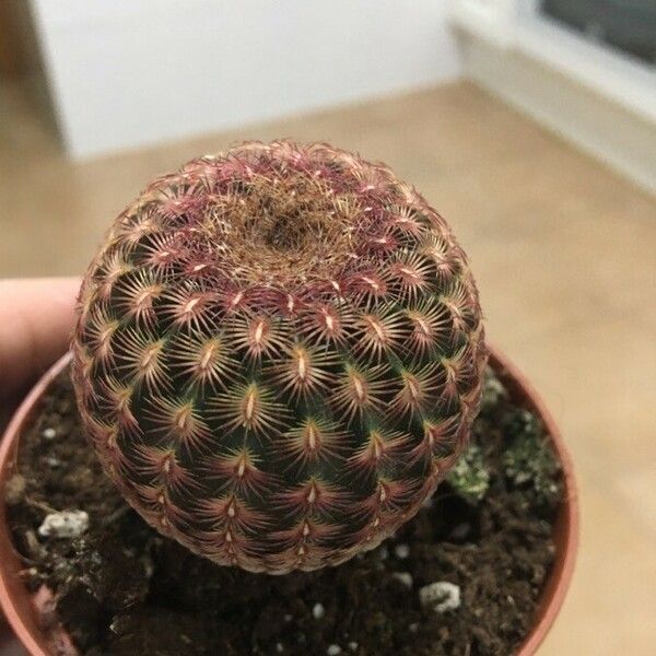 Echinocereus rigidissimus 叶