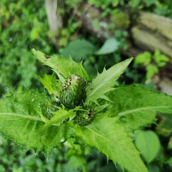 Cirsium oleraceum Flower